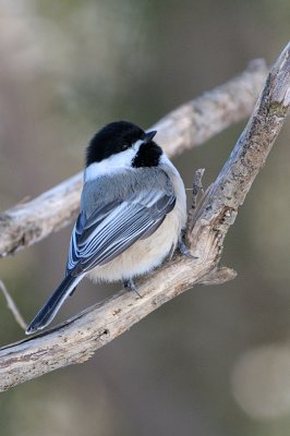 Black-capped-Chickadee-8338.jpg