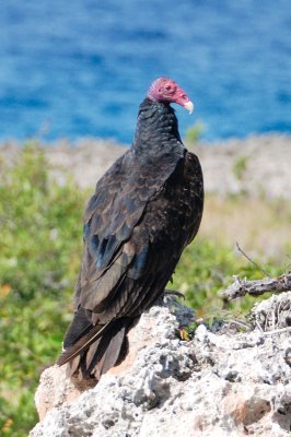 Turkey Vulture 1099