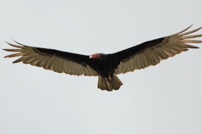 Turkey vulture 4093