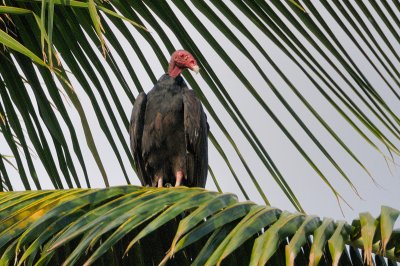 Turkey Vulture 1085