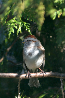 sparrow 7195