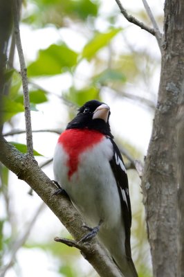 Rose-breasted Grosbeak 10331