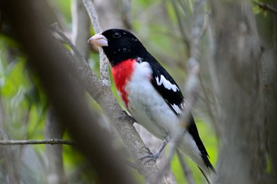 Rose-breasted Grosbeak 10320