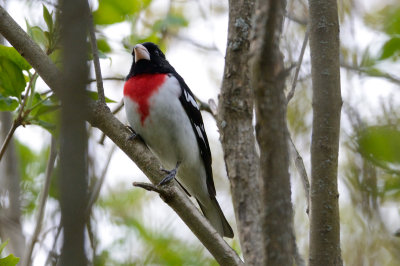 Rose-breasted Grosbeak 10332