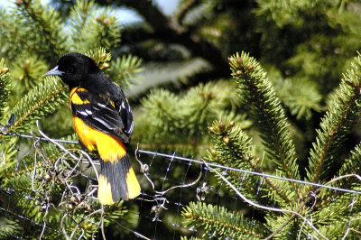 oriole
