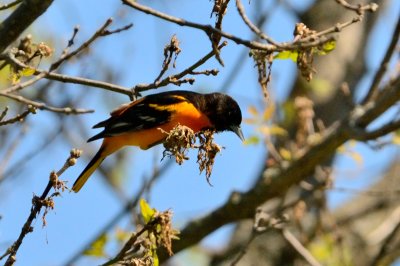 oriole 10390