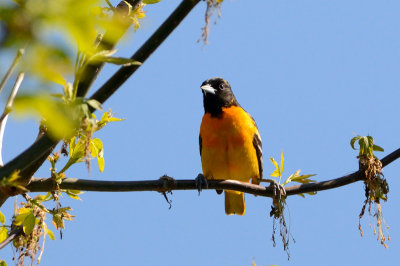 oriole 10403