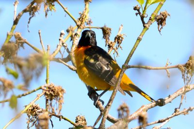 oriole 10408
