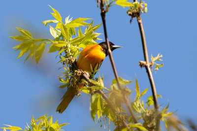 oriole 10410