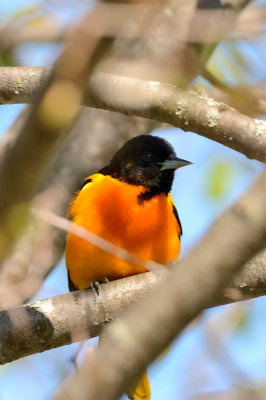 oriole 10425