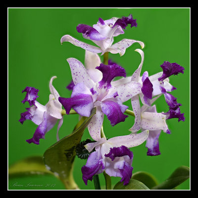 aaaOrchid10.jpg