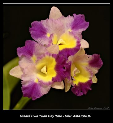 Utaara Hwa Yaun Bay She-Sue