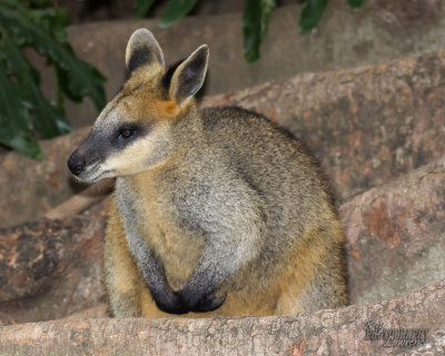 Brush Tail Rock Wallaby