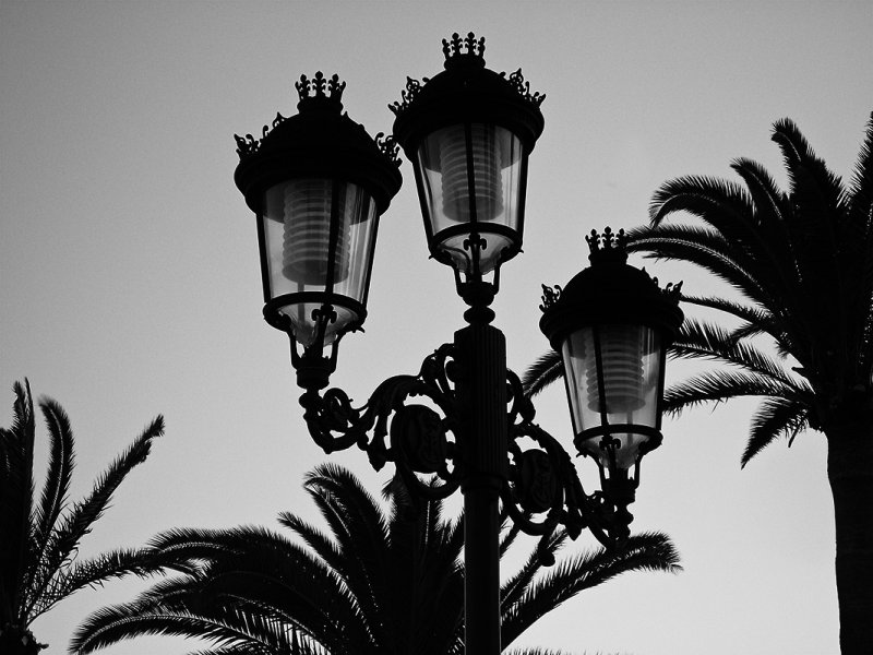 lighting the palm trees