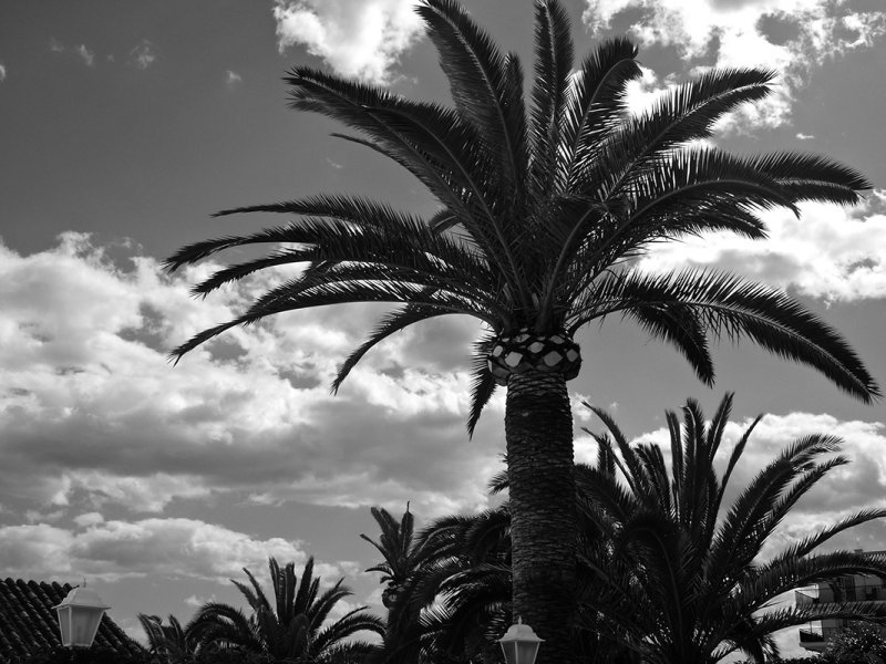 nerja palms