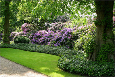 lime avenue rhodedendrons