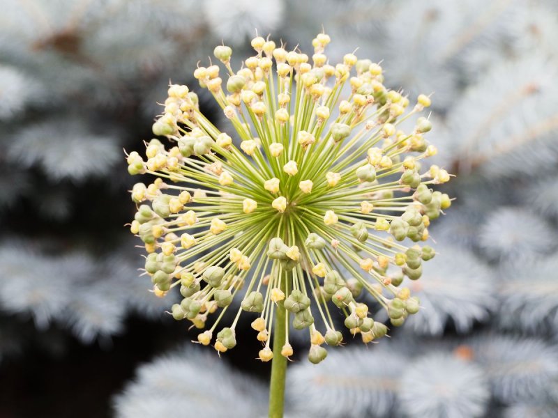 Cleveland Botanic Garden