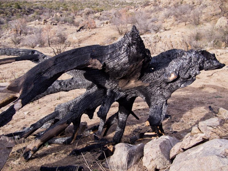 Aquirre Springs: one of several wildfires in the Organs during 2011 drought