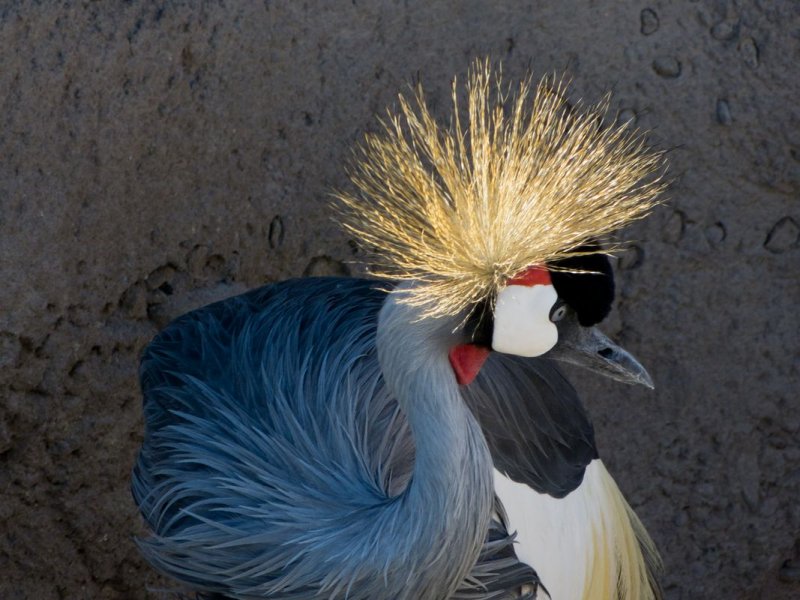 Crowned Crane -- Africa