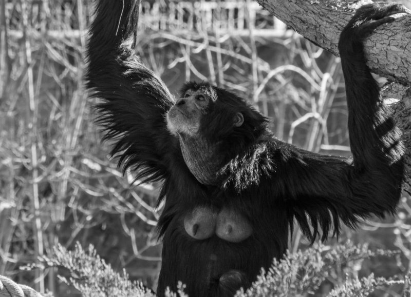 Siamang (an ape, type of Gibbon, SE Asia)