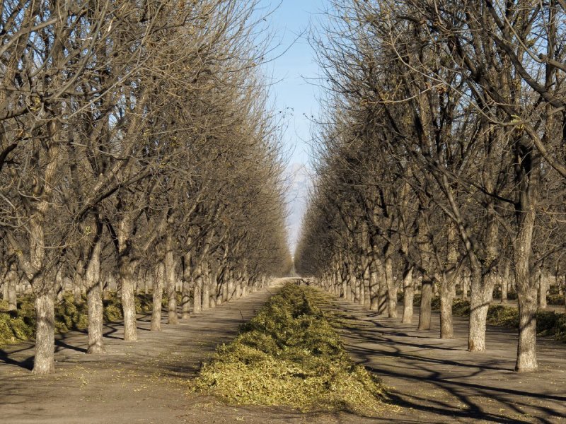 Mesilla pecan Orchard -- clean up after the harvest