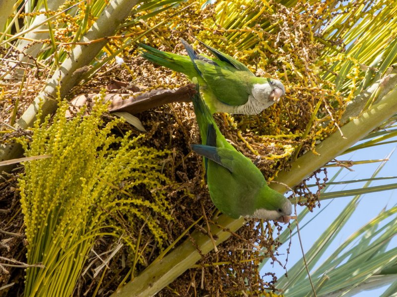 Many noisy parrots in the palm trees along the waterfront