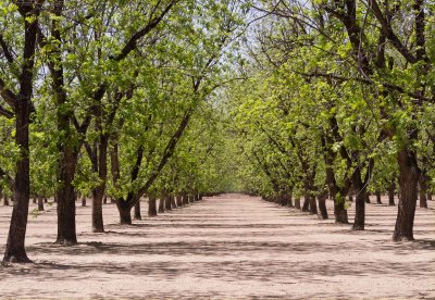 Pecan orchard