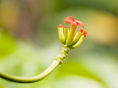 Cleveland Botanic Garden