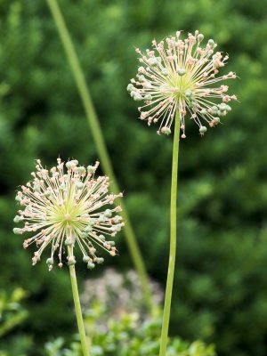 Cleveland Botanic Garden