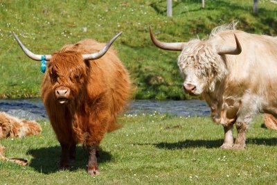 Highland cattle in Plockton