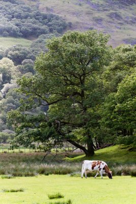 Along footpath to Crummock Water