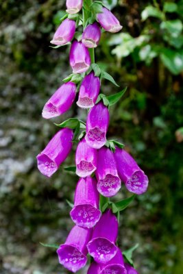 Around Rydal Water
