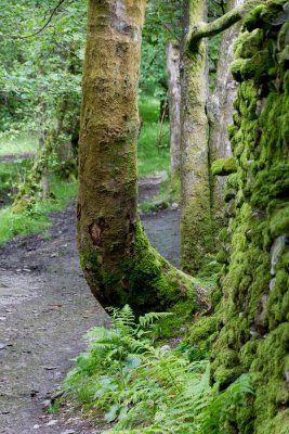 Around Rydal Water
