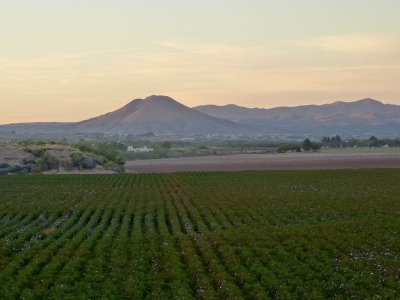 Cotton field at dusk