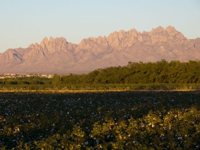 Cotton Field and Organ Mts. from Mesilla, NM