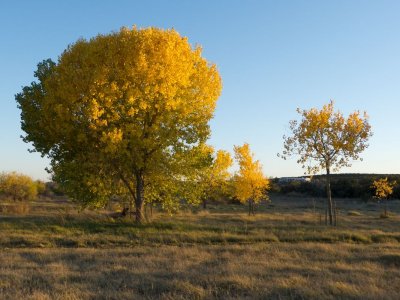 Cottonwood trees in Mesilla Bosque State Park, NM
