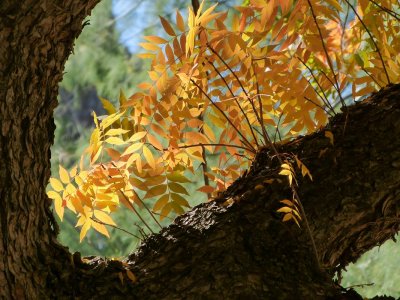 Boyce Thompson Arboretum, AZ