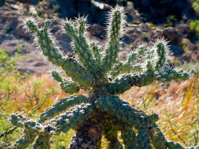 Boyce Thompson Arboretum, AZ