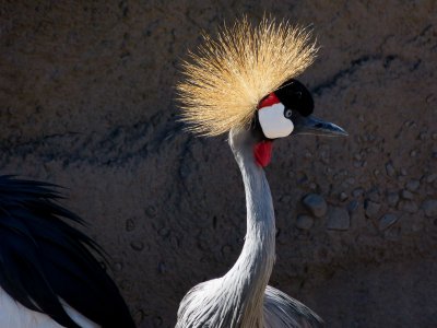 Crowned Crane - Africa