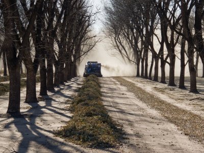 Mesilla pecan Orchard -- clean up after the harvest