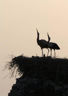  Marrakech storks living on city walls