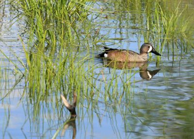 Lake birds