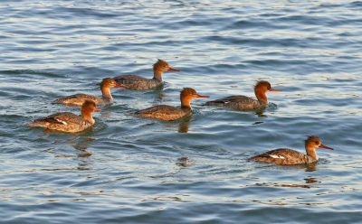 Lake birds