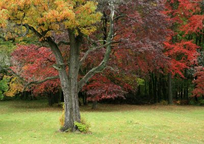 Fall at the Ray Farm