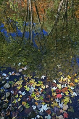 River's reflection, Autumn 2007