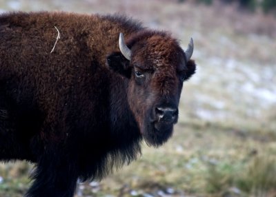 Small herds of (captive) buffalos have returned to Pennsylvania