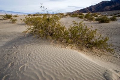 Death Valley dunes #1