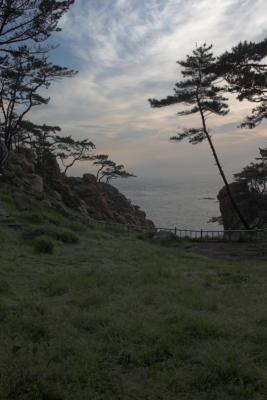 Pine_Forest_09.jpg