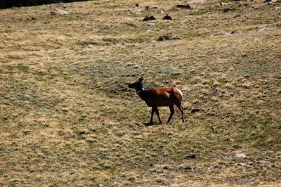 Rocky Mountain Wildlife