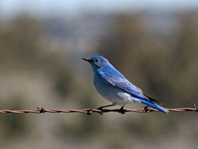 Mountain Bluebird